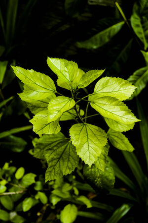 Nature Plant Green Leaves Branches Flowerpot in Home Gardenの写真素材