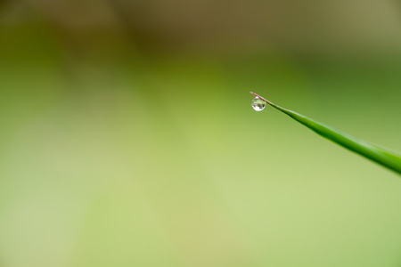 Dew drops on bamboo leave in mormning with spiderwebの写真素材