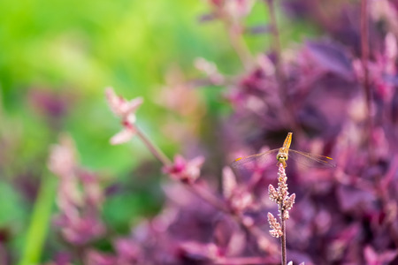 Dragonfly resting on a leaf. blur background.の写真素材