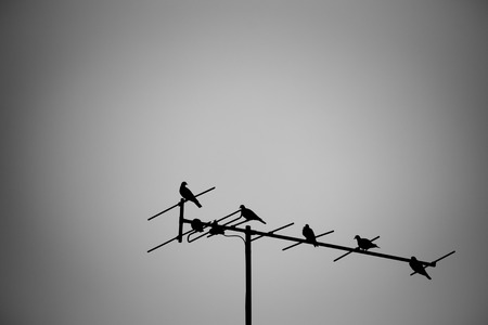Many doves perching on tv antenna. black and white tone and silhouette.の写真素材