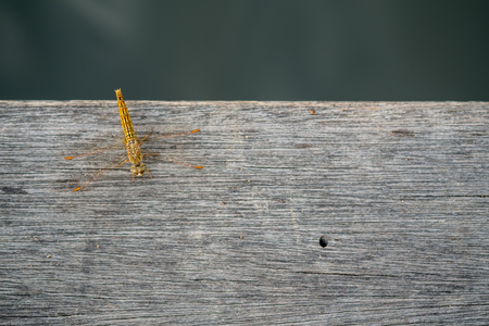 Dragonfly perching on wooden floor and lake. Top viewの写真素材