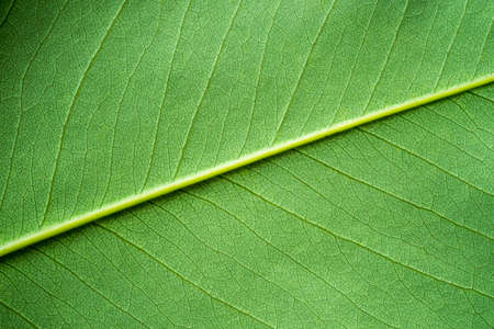 Green leaf texture, Backgground.の写真素材