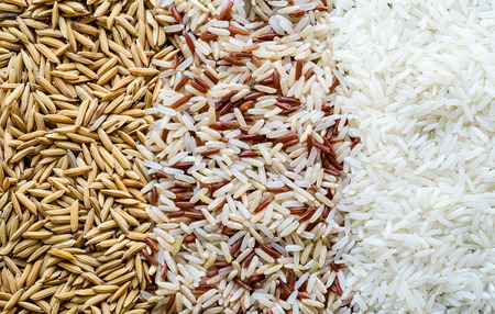 Three rows of rice, paddy seed, brown rice, white (jasmine) rice. Food background.の写真素材