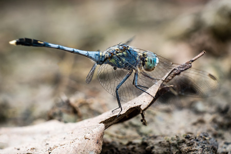 Blue Pantala flavescens dragonfly peerching on dry leaf, selective focus.の写真素材