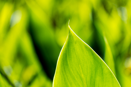 Green leaf texture. Selective focus.