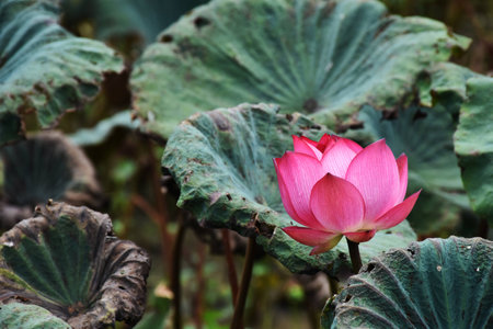 lotusの写真素材