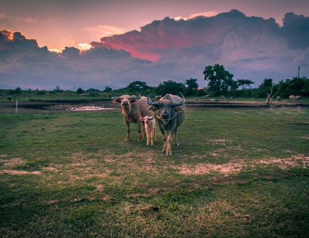 The family of buffalo looks at a lens.