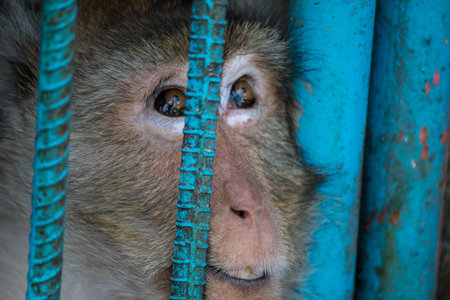 Caged monkey in zoo