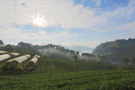 Strawberry Ranch in thailand の写真素材