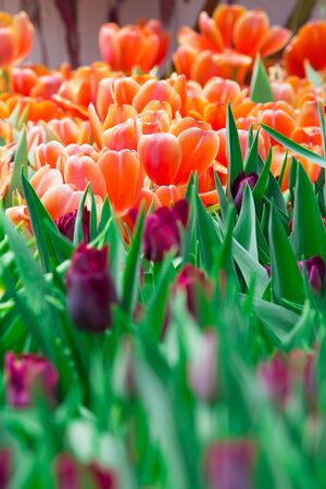 Indoor garden in thailandの写真素材