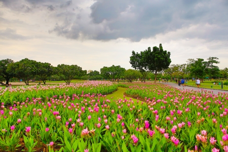 Meadow flowers in the parkのeditorial素材