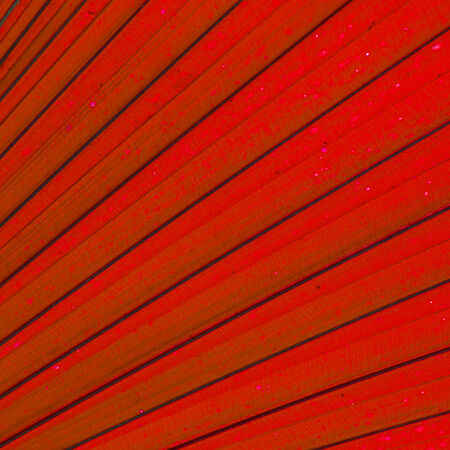 Texture background of backlight fresh green Leaf.の写真素材