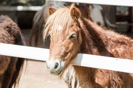 Mini dwarf horse の写真素材