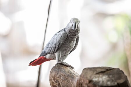 Many colorful pet parrot.の写真素材