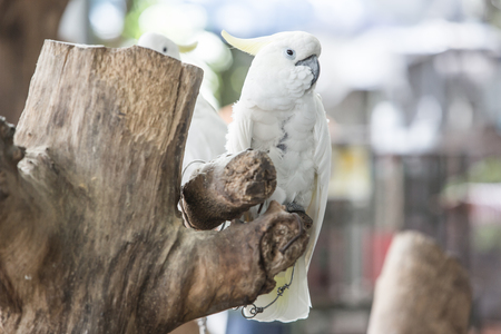Many colorful pet parrot.の写真素材