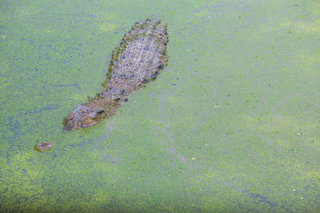 Crocodiles, freshwater lake in thailandの写真素材