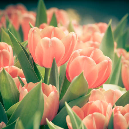 beautiful  Color Vintage tulipsの写真素材