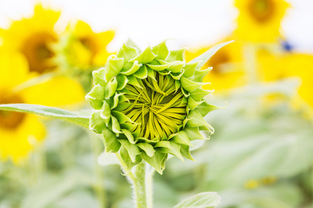 Sunflower fields in Lopburi Thailand.の写真素材