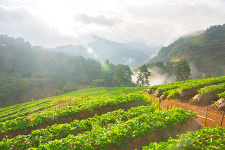 Strawberry farm in northern Thailand, Doi Ang Khang winter.