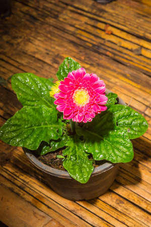 Pink gerbera flower gardenの写真素材