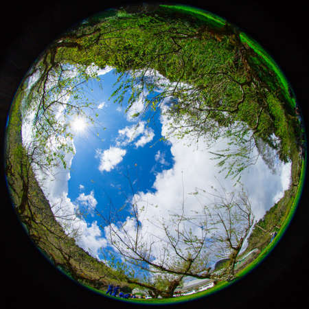 fisheye ,plum trees in winter thailandの写真素材