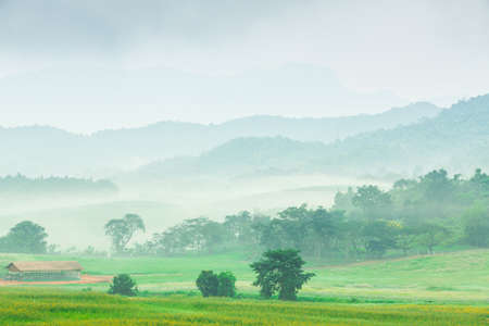 Rice paddy fields, natural mist winter の写真素材