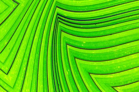 Background design of forms and colors, abstract art, fantasy dream.の写真素材