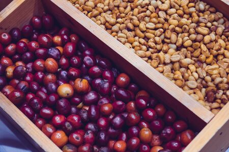 Coffee in the production of coffee.の写真素材