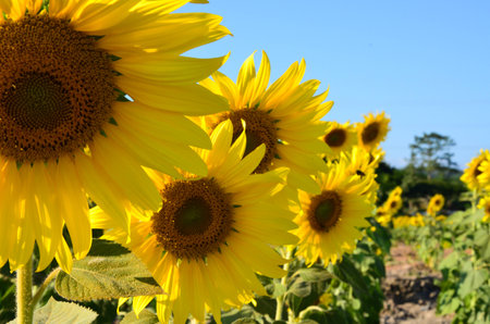 sunflowerの写真素材