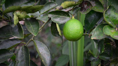 lemon treeの写真素材