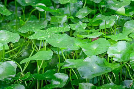 Tiger Herbal for your healhtyの写真素材