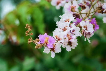 Pink and white flower on tree の写真素材