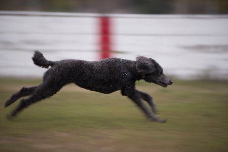 Standard Poodle Dog running full speed with motion blurの写真素材