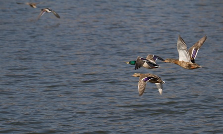 five ducks on a flight over the water