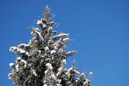winter rime and snow covered tree tops on blue skyの写真素材