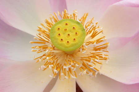 Lotusの写真素材