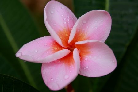 flowerの写真素材