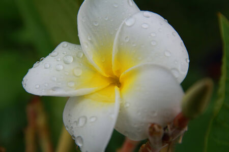 Flowerの写真素材