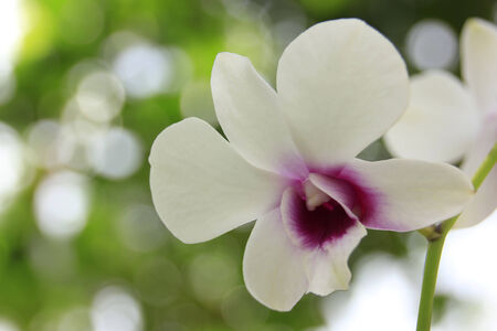 Orchidの写真素材