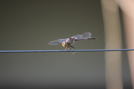 Dragonfly perched on a wire