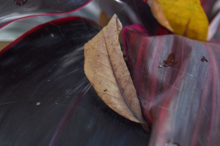 Haggard leaves and a Cobwebの写真素材
