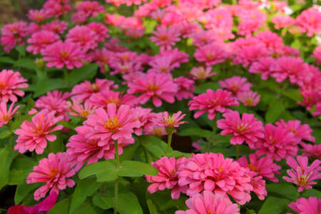 Beautiful blooming pink Zinniaの写真素材