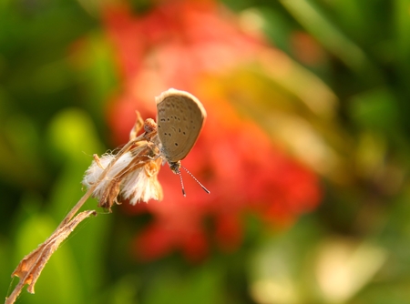 butterfly and grass flower in beautiful naturalの写真素材