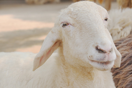 White Sheep looks happy