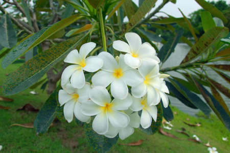 Plumeria is blooming in the gardenの写真素材