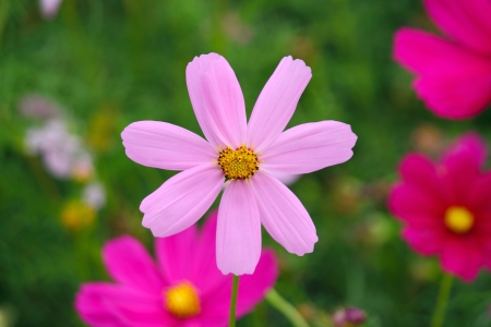 Cosmos beautiful blooming in the gardenの写真素材