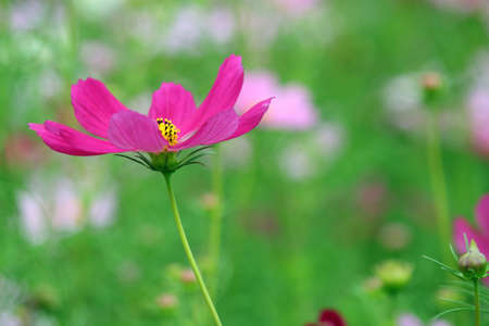 Cosmos beautiful blooming in the gardenの写真素材