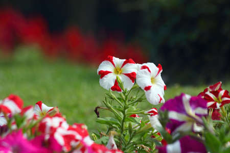 Colorful flowers blooming in the gardenの写真素材