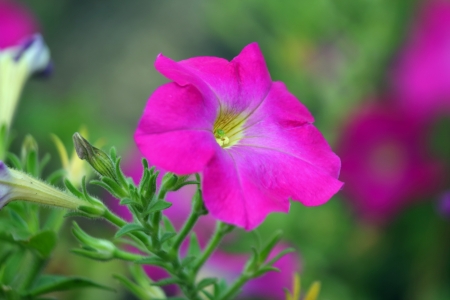 Beautiful flowers blooming in the gardenの写真素材