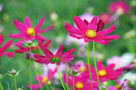 Cosmos beautiful blooming in the gardenの写真素材